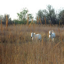 Camargue horse