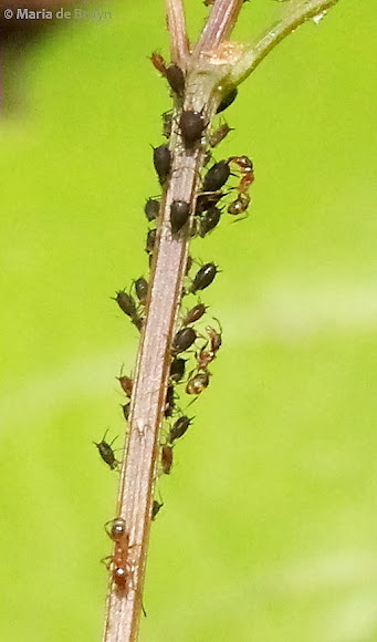 Spotting Image 1