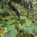 Red bud