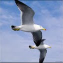 Seagulls