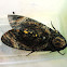 Death's-head Hawkmoth