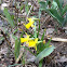 Narcissus
