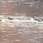Northern Shoveler