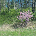 Eastern Redbud