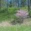 Eastern Redbud