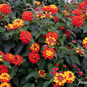 Lantana