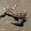 Atlantic blue crab