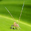 Lophopid planthopper nymph