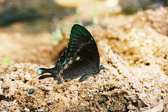 Spotting Image 1
