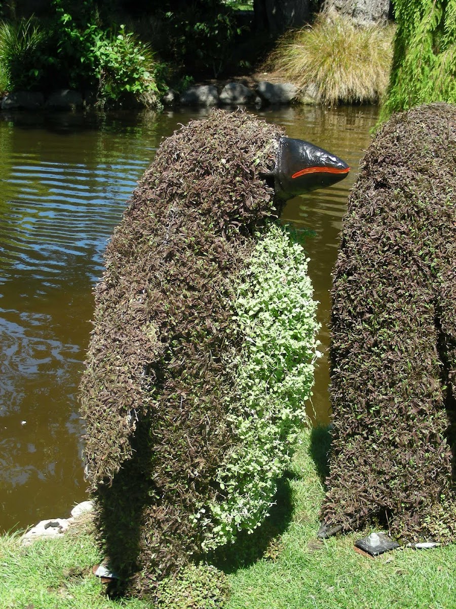 Buxus