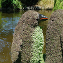 Buxus