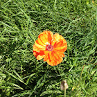 Poppy