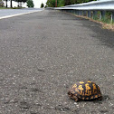 Eastern Box Turtle