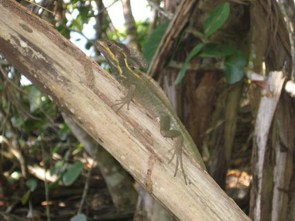 Spotting Image 1