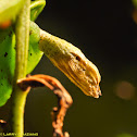 Chrysalis