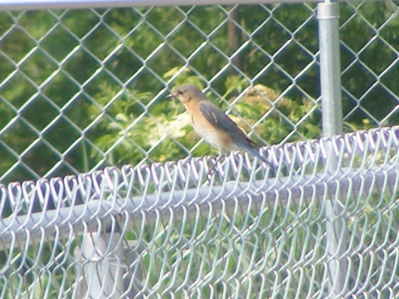 Spotting Image 1