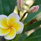 frangipani, bunga kamboja