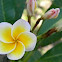 frangipani, bunga kamboja