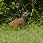 Yellow mongoose
