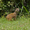 Yellow mongoose