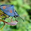 Tortoise beetle