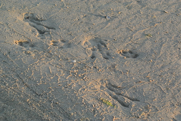 American Alligator Tracks | Project Noah