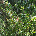 Prickly-leaved Paperbark
