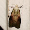 Bee Moth