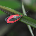 Burnet Moth