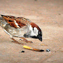 House Sparrow