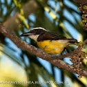 Boat-billed flycatcher