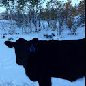 Cow