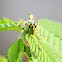 Grasshopper
