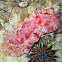 Spanish Dancer
