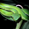 Pope's Green Pit Viper