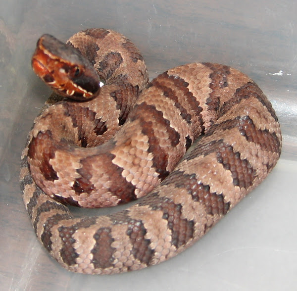 Cottonmouth (Juvenile) Project Noah