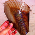 pen shell clam