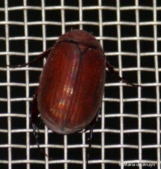 Spotting Image 1