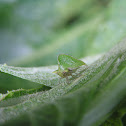 Keeled treehopper