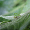 Keeled treehopper