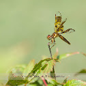 Eastern Amberwing Dragonfly