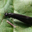 Black Caddis fly