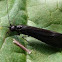 Black Caddis fly