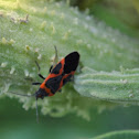 Small milkweed bug