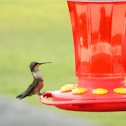Ruby-throated hummingbird