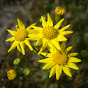 Eastern groundsel / Proljetni kostriš