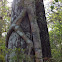 Strangler Fig