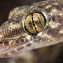 Mediterranean Gecko