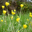 Buttercups