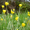 Buttercups